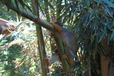 image of spider_monkey #30