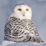 image of bird