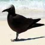 image of bird