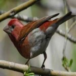 image of bird
