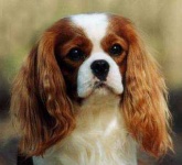 image of blenheim_spaniel