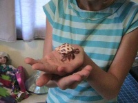 image of hermit_crab