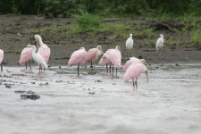 image of spoonbill