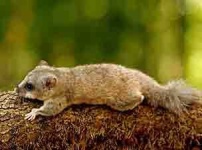 image of polecat