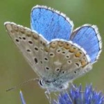 image of animal