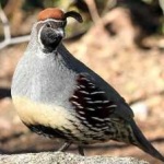 image of bird