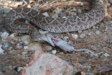 image of diamondback #6