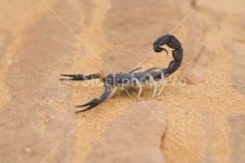 image of scorpion