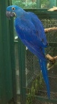 image of macaw