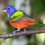 image of bird