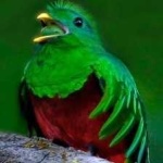 image of bird