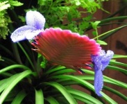 image of flower