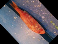 image of fish