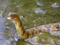 image of water_snake