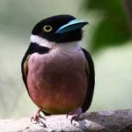 image of bird