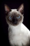 image of siamese #23