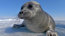 image of animal
