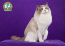 image of animal