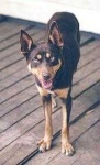 image of kelpie