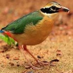 image of indian_pitta #13