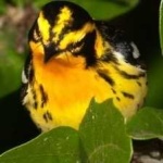 image of bird