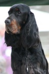 image of gordon_setter #20