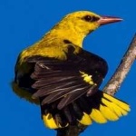 image of bird