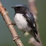 image of bird