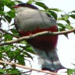 image of cuban_trogon #19