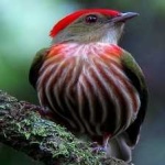image of bird