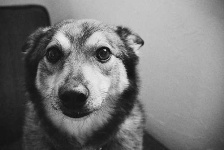 image of norwegian_elkhound