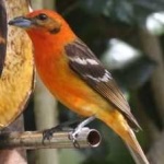 image of bird