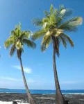 image of palm_tree #11