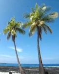 image of palm_tree