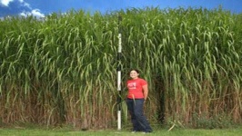 image of grass