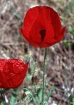 image of flower