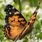 image of animal