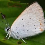 image of animal