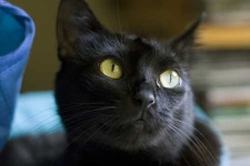 image of animal