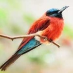 image of bird