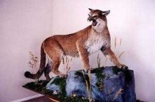 image of cougar_body