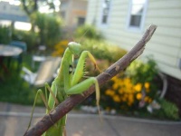 image of mantis