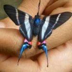 image of animal