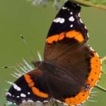 image of animal