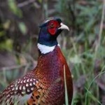 image of bird