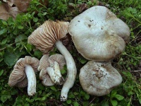 image of mushrooms