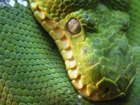 image of green_snake