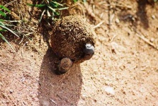 image of dung_beetle