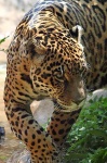 image of jaguar_car