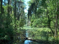 image of swamp